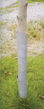 Védelem GreenGarden GUARDIAN, 60 cm, 40 mm, csomag 3 db, facsemetékhez