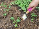 Tool Set Strend Pro, gardening, 3-piece, flower print, Ladies line