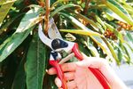 Pruning Shears AQUACRAFT® 330500, garden, for branches, forged, with belt sheath