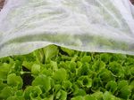 Garden fabric B1106, 2x10 m, non-woven, 17 g/m, white