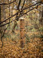 Feeder Strend Pro, for birds, 7x44 cm, 430 ml, plastic