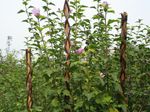 Rúd Garden Willow 160 cm, vesszőből készült, növénytámasztó