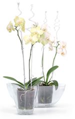 Support Rod COUBI ISTC01, 60 cm, transparent, for orchid
