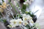 Support Rod COUBI ISTC01, 60 cm, transparent, for orchid