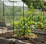 Net Strend Pro, for cucumbers, with frame, 1.2x1.2 m
