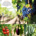 Pliers Cameleon SP500, binding, for plants