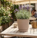 Planter RATOLLA Round 190, Mocha, with saucer