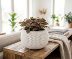 Virágcserép SPLOFY Bowl, 290x195 mm, fehér