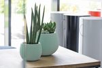 Planter SPLOFY Bowl, with insert, 290x195 mm, Sage