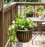 Planter Strend Pro, hanging, Gold, 24.5x15 cm, with chain and hanger