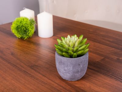 Succulent MagicHome, 11 cm, pot - cement
