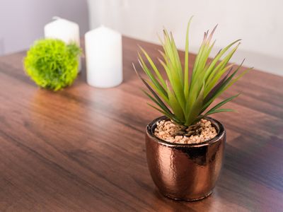 Succulent MagicHome, 19 cm, pot - cement, gold