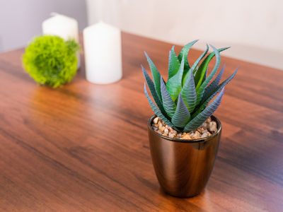 Succulent MagicHome, 17 cm, pot - plastic, gold