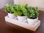 Succulent Herb Mix MagicHome, 18 cm, paper pot, 3 pcs, artificial