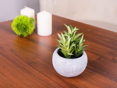 Succulent MagicHome, 14 cm, pot - cement