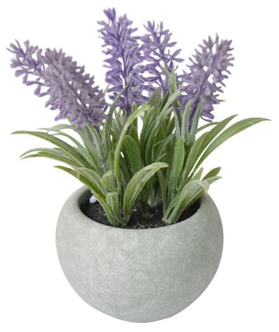 Succulent Lavender MagicHome,17 cm, pot- cement