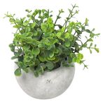 Succulent Oregano MagicHome,, 15 cm, pot- cement