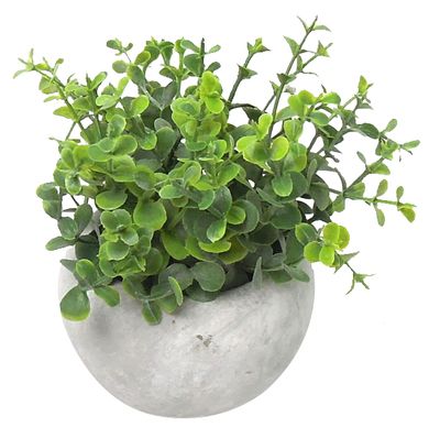 Succulent Oregano MagicHome,, 15 cm, pot- cement