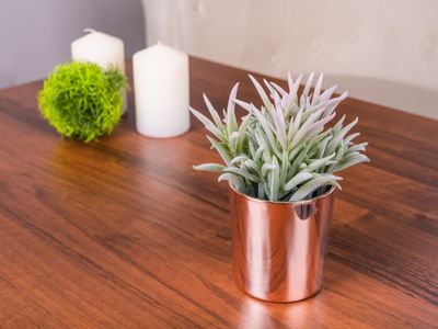 Succulent MagicHome, 16 cm, pot - ceramics, gold