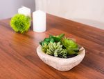 Succulent MagicHome, Mix, 9 cm, pot -stone