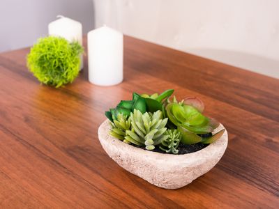 Succulent MagicHome, Mix, 9 cm, pot -stone