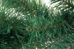 Garland MagicHome Christmas, 270 cm, 200 branches