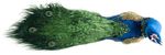 Decoration MagicHome Christmas, Peacock, blue, feathered, 52x20x33 cm