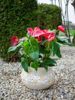 Decoration MagicHome, Planter with Mosaic, light brown, ceramic, 36x36x23 cm