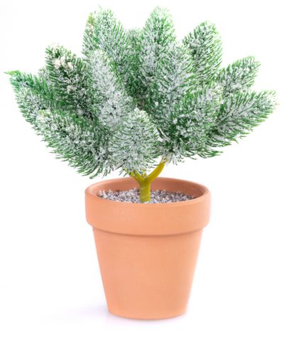 Dekoráció MagicHome Karácsony, ágak cserépben, havas, 20 cm