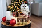 Owl MagicHome Christmas, cream with dots, 7x9x15.5 cm
