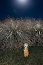 Decoration Strend Pro Garden, Meerkats, solar, 4xLED, 12x11x27.5 cm